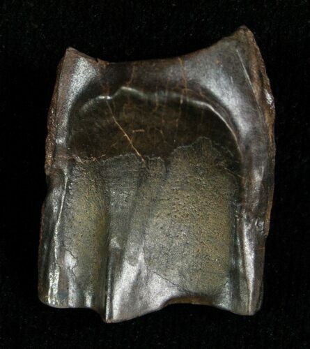 Large Triceratops Shed Tooth - #5701